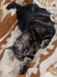 High angle view of dog sleeping on bed at home