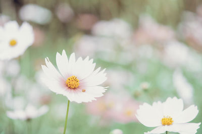 Close-up of white daisy flowers