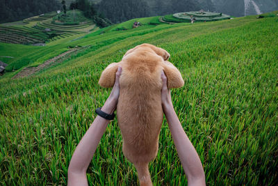 Rear view of horse on field