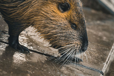 Close-up of animal on table