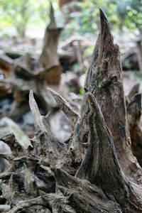 Close-up of tree trunk