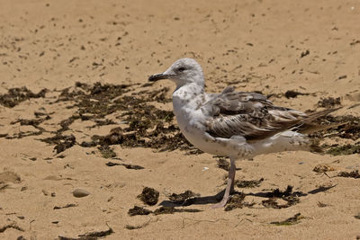 Side view of seagull on beach