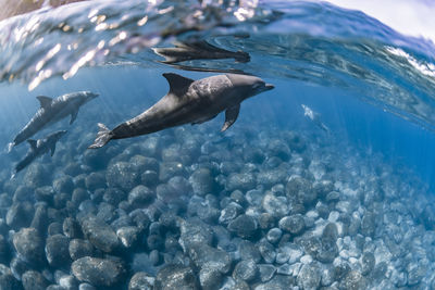 High angle view of fish swimming in sea