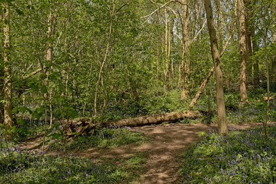 Trees growing in forest