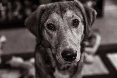 Close-up portrait of dog looking at camera