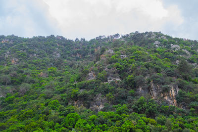 Scenic view of forest against sky