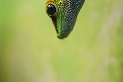 Close-up of lizard