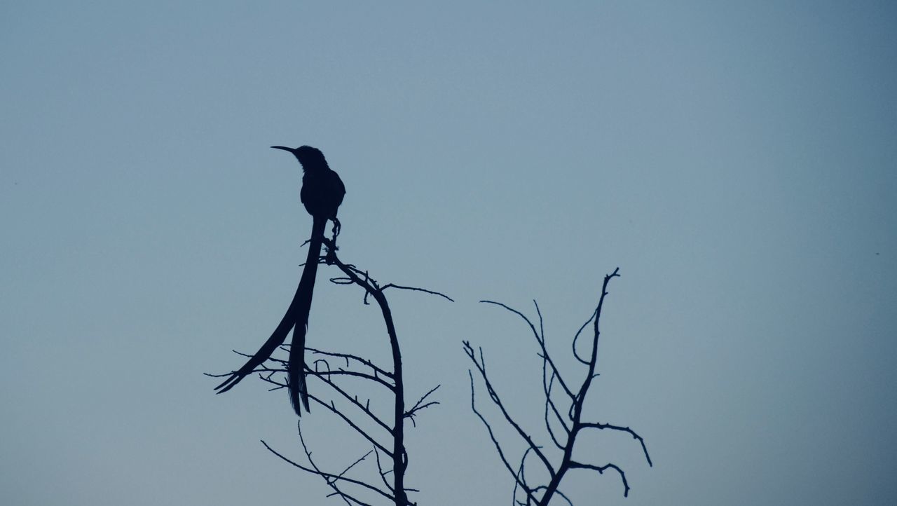 BIRD PERCHING ON A TREE