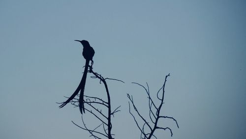 Low angle view of bird perching on branch against sky