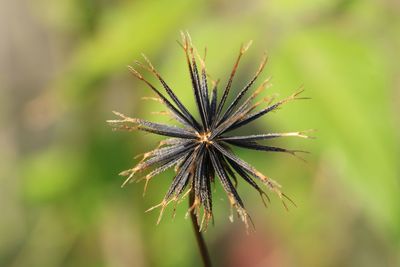 Close-up of plant