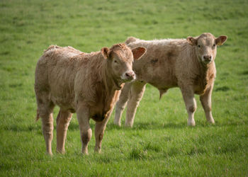 Portrait of cow standing in field