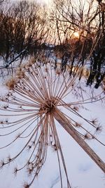 Bare trees against sky at sunset