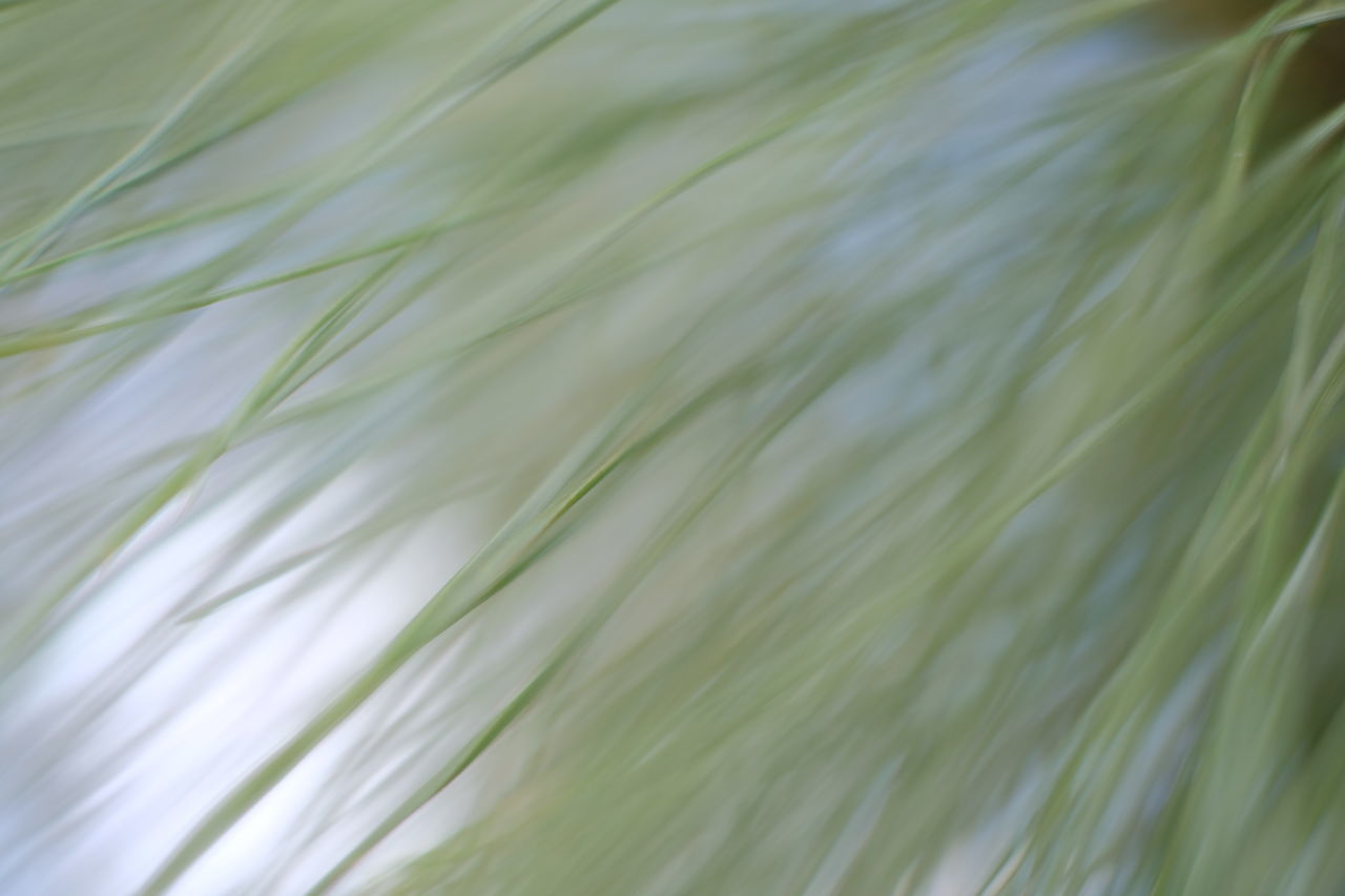 FULL FRAME SHOT OF PLANTS