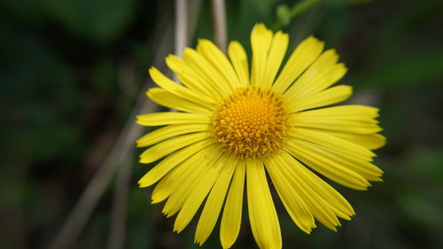 Close-up of yellow flower