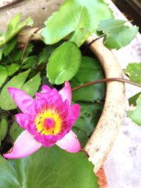 Close-up of pink lotus water lily blooming outdoors