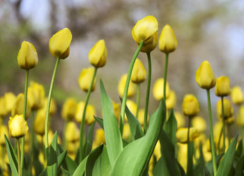 Blooming yellow tulips on a flower bed, floral background with partial blur, selective focus