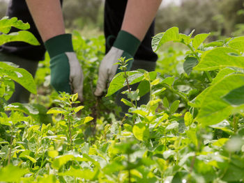 Low section of farmer working on field