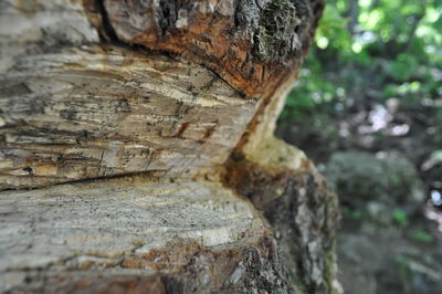 Close-up of tree stump