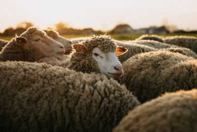 Close-up of sheep