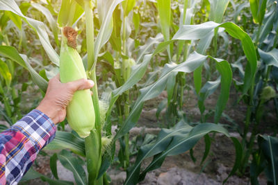 Hand holding plant in field