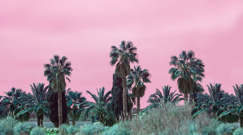 Palm trees on field against sky at sunset