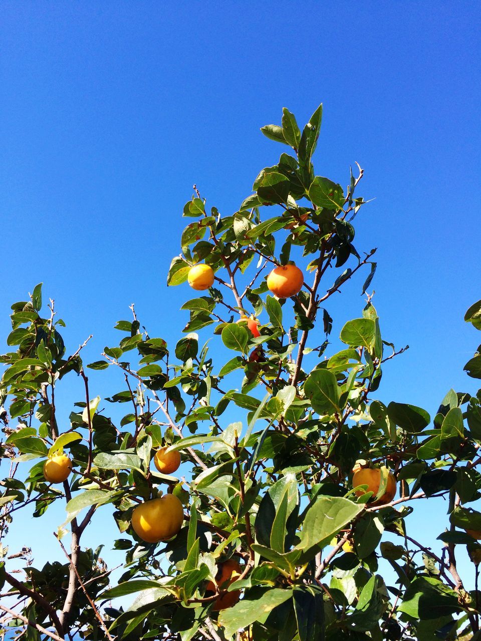 leaf, low angle view, fruit, tree, blue, growth, food and drink, branch, food, clear sky, orange tree, close-up, orange - fruit, high section, ripe, citrus fruit, healthy eating, freshness, nature, day, green, green color, orange, beauty in nature, vibrant color, outdoors, multi colored, scenics, organic, sky