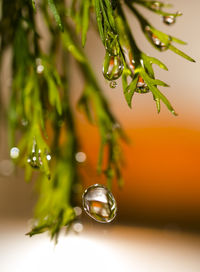 Close-up of water drops on plant