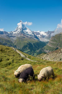 Blacknose sheep in the alps, with the famous matterhorn in the background. zermatt, switzerland