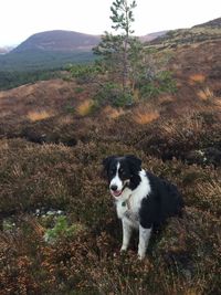 High angle view of dog on grassy field 