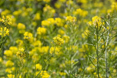 Close-up of yellow flowering plants on field