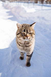 Portrait of cat on snow