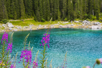 Enchanted panorama. lake of carezza. dolomites, italy