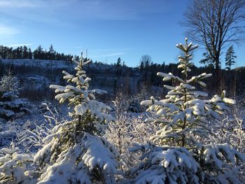 Snow covered landscape