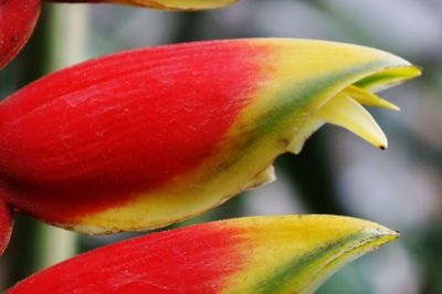 Close-up of red fruit on plant