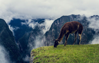 Lama at machu picchu