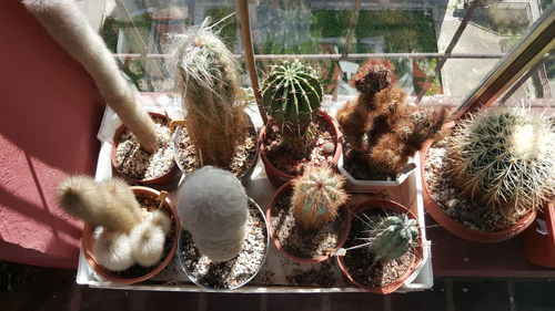 High angle view of cactus plants