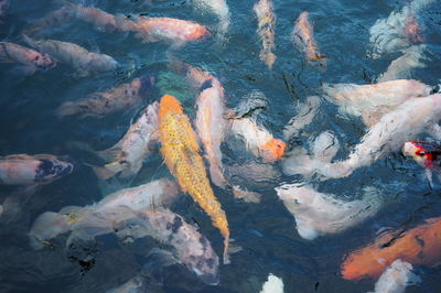 High angle view of koi fish in sea