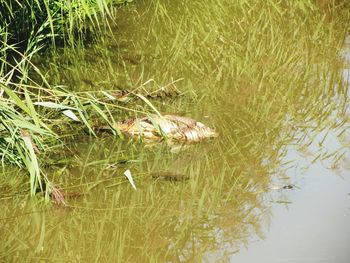 Plants growing in water