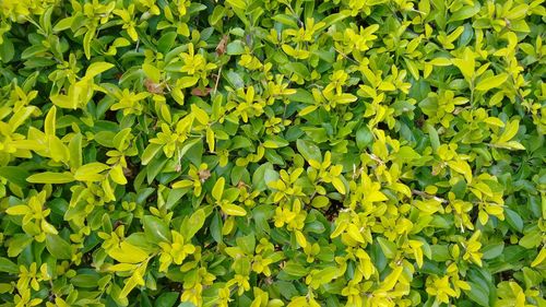 Full frame shot of plants