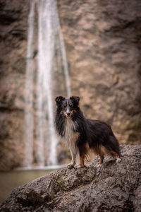 Portrait of black dog sitting on rock