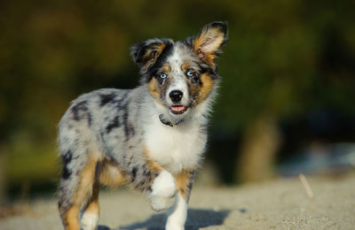 Close-up portrait of dog