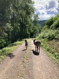 Rear view of horse walking on road