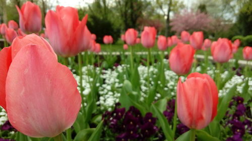 Close-up of red tulips blooming outdoors