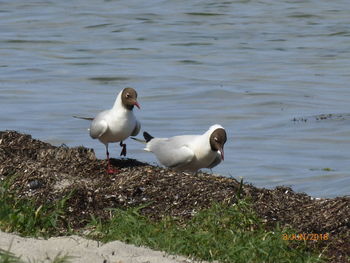 Seagulls on a lake
