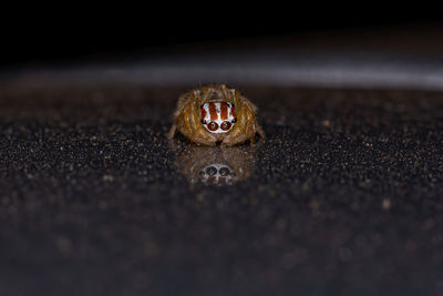 Close-up of an insect