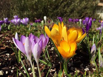 Close-up of purple crocus blooming outdoors