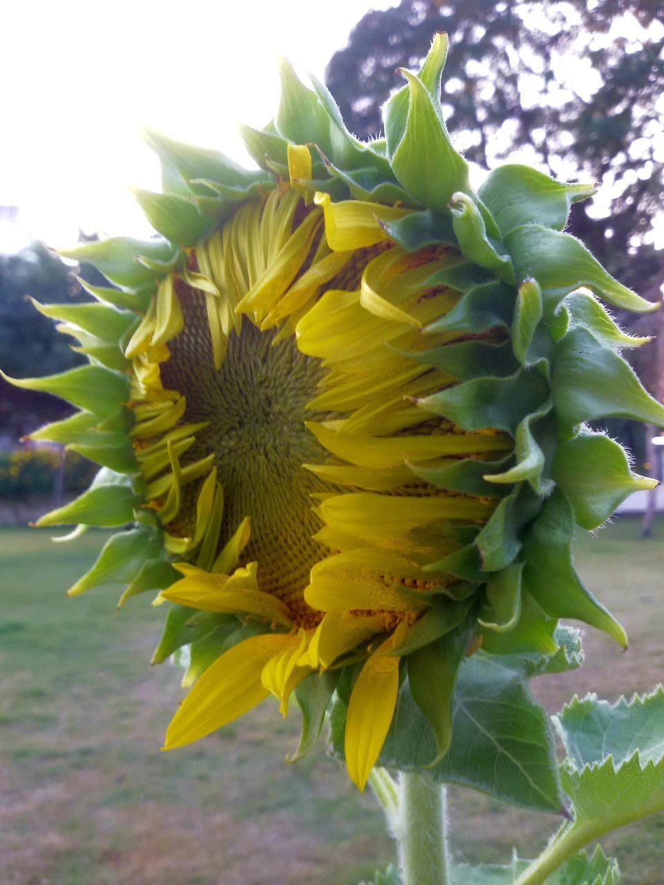 CLOSE-UP OF SUNFLOWER IN BLOOM