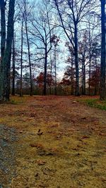 Bare trees on landscape