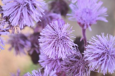 Close-up of purple flowering plants