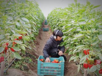 Rear view of man watering plants